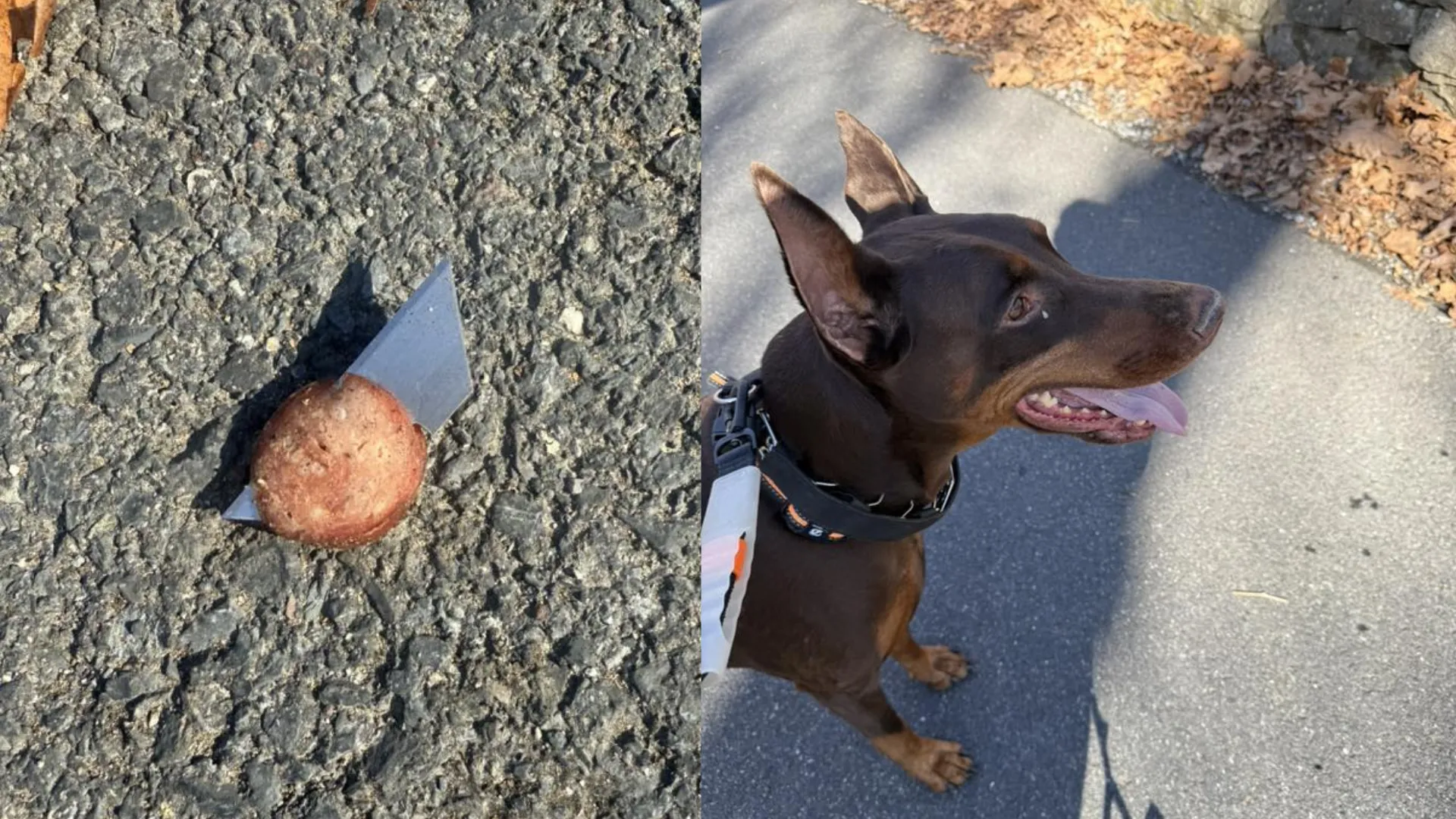 razors found in hot dogs on silk mill trail in easton pennsylvania