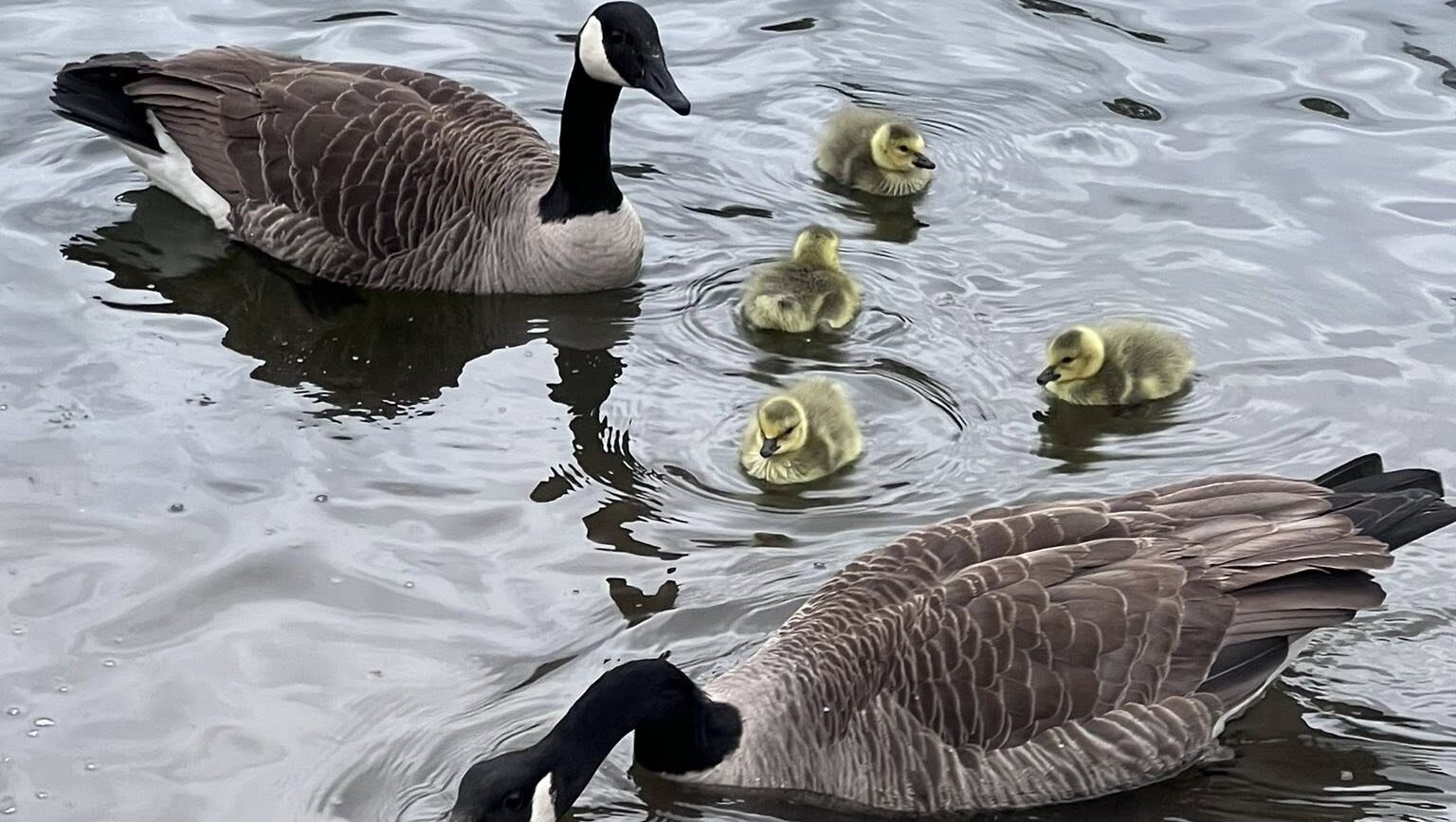 easton pa designated bird town pennsylvania ducks