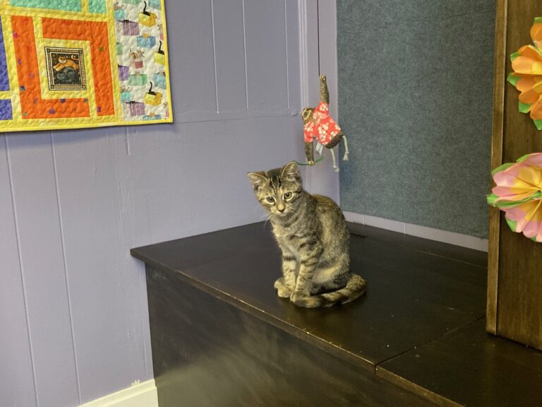 Purr Haus provides recurring fun-filled evening activities for locals
