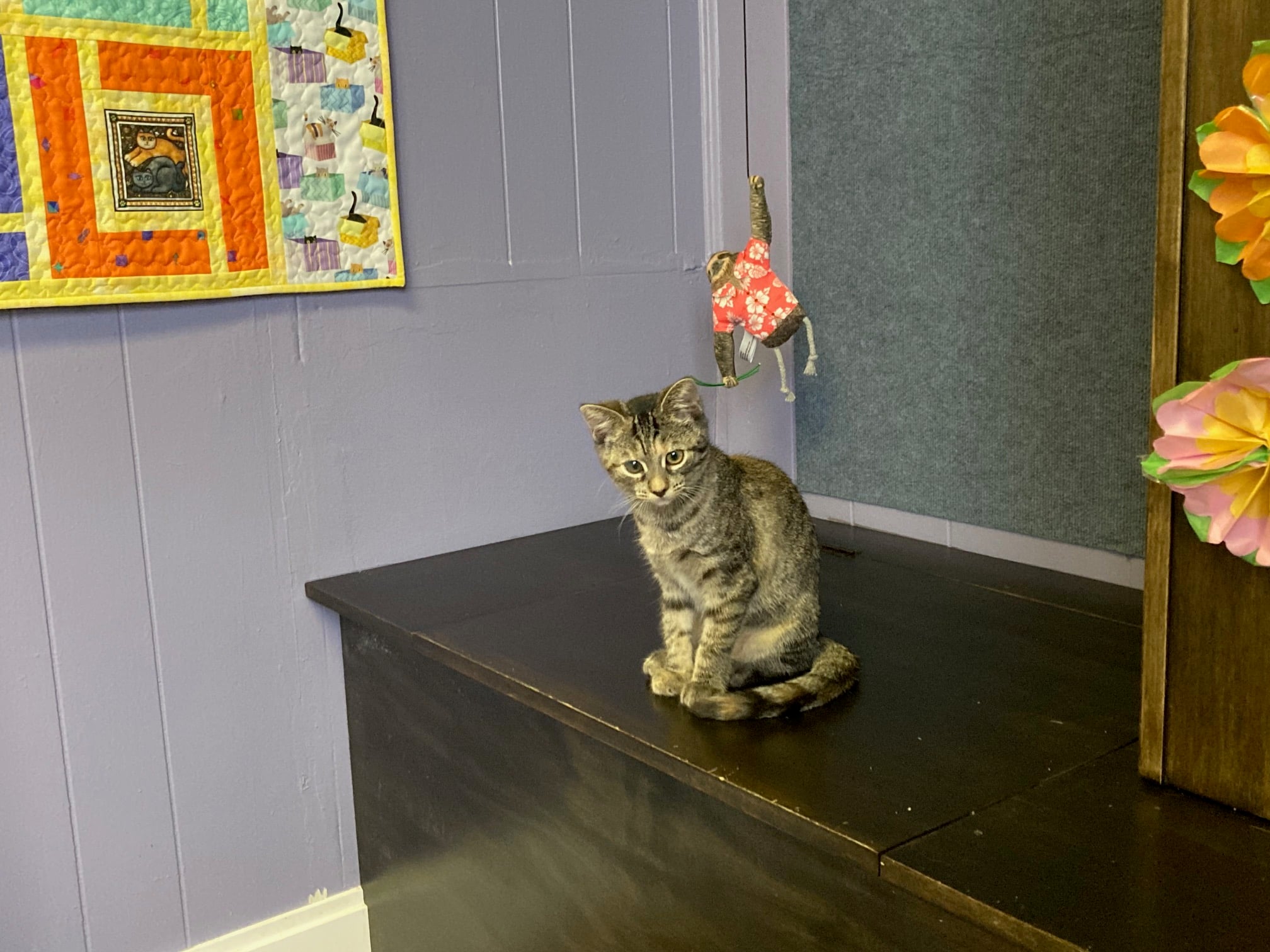 purr haus emmaus cat store
