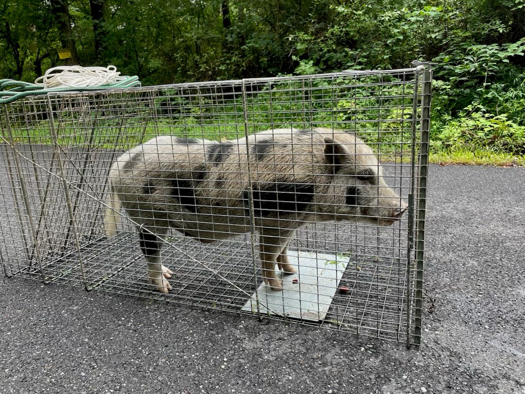 Why pigs are being abandoned in local PA parks