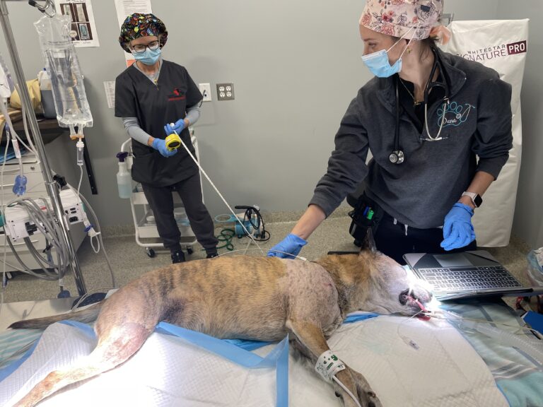 Allentown vet becomes 100th site to offer new arthritis treatment for dogs