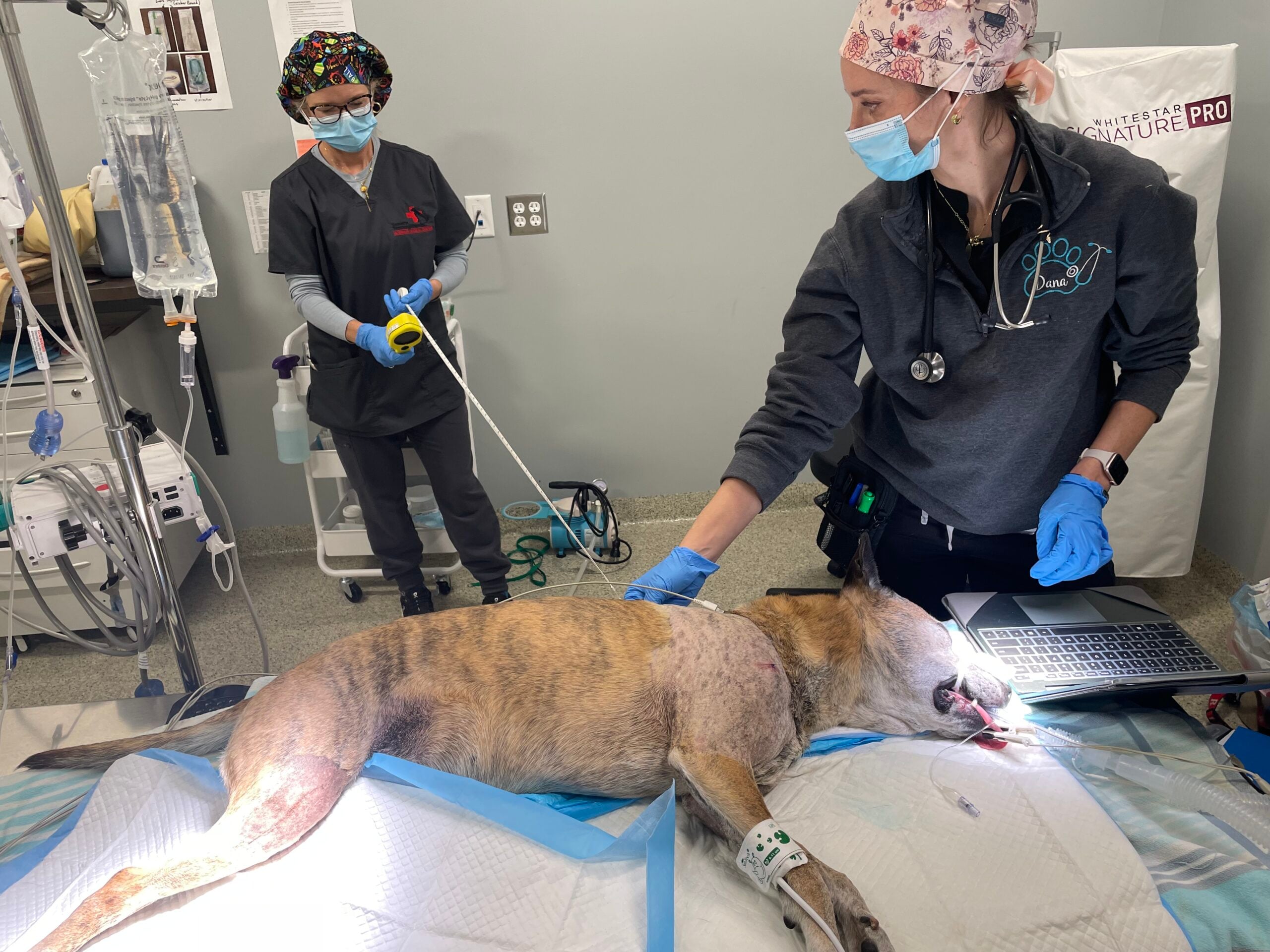 synovetin oa treatment allentown vet hospital