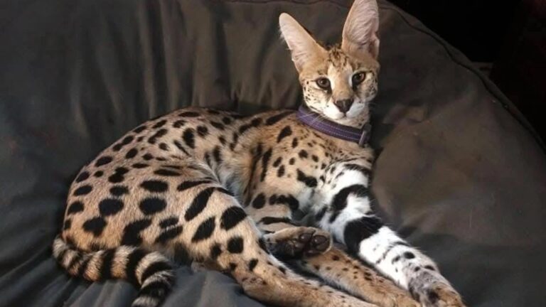 Escaped wildcat killed by car after windstorm damages Berks County wildlife center