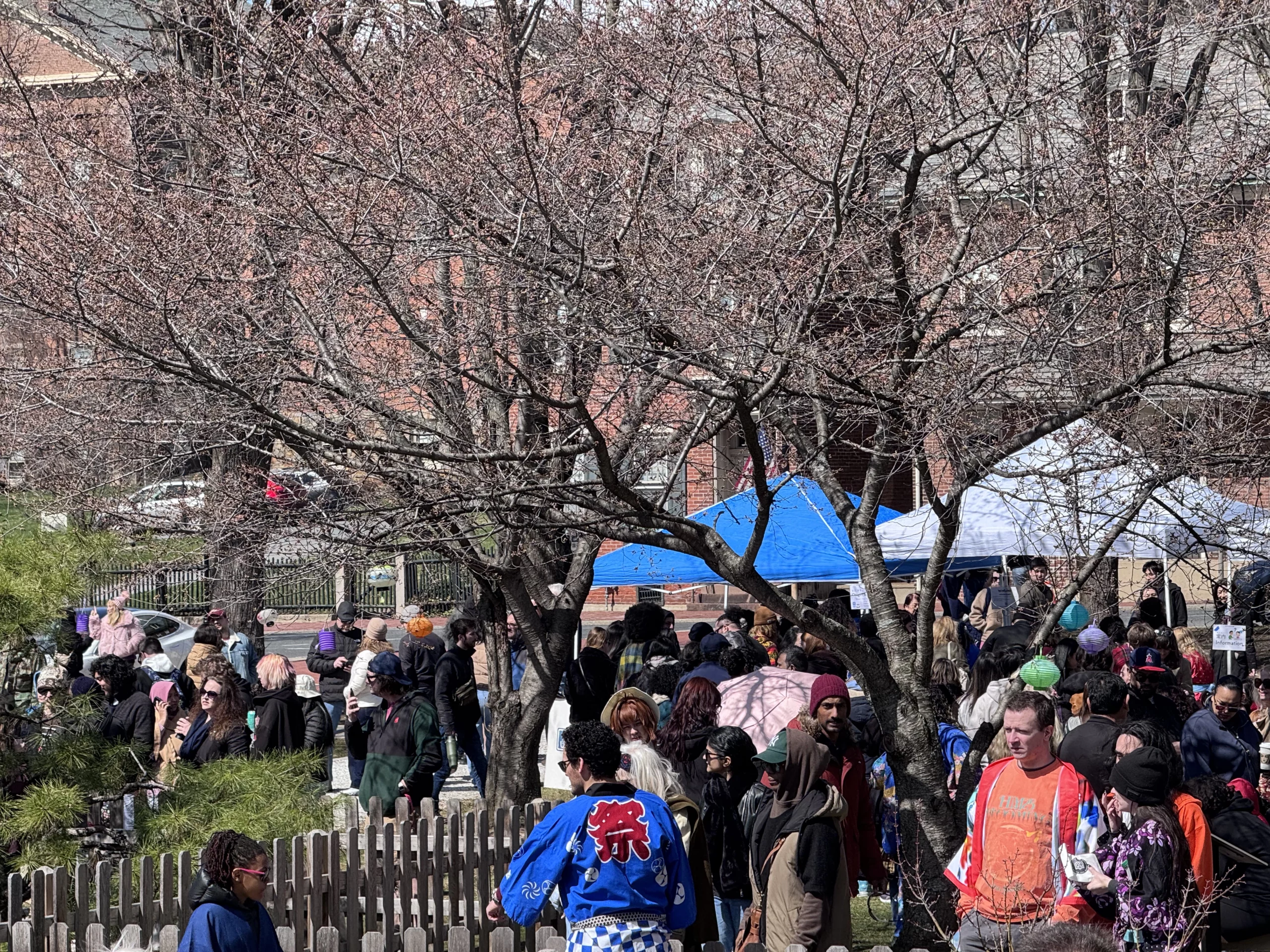 A bridge to Tondabayashi: Bethlehem’s annual Cherry Blossom Festival marks decades of Japanese cultural ties