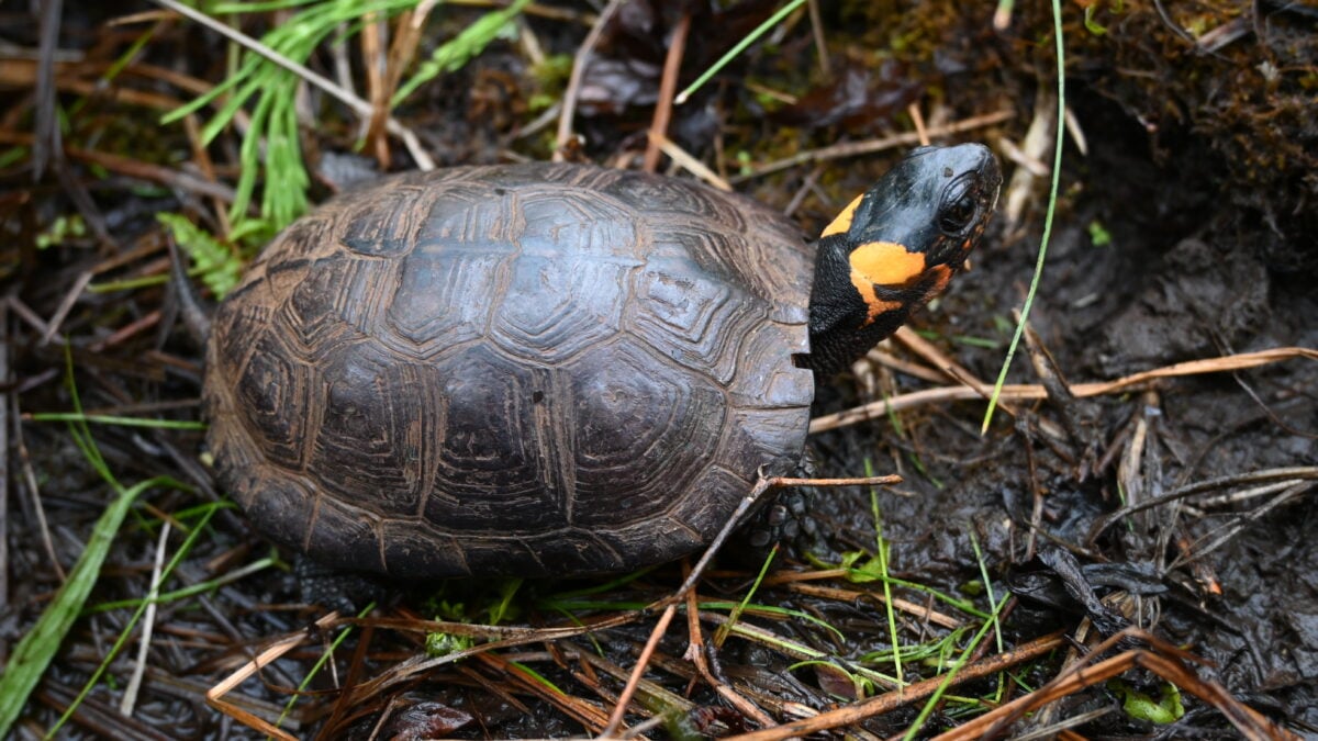 bog turtle esa us fish wildlife service gov photo