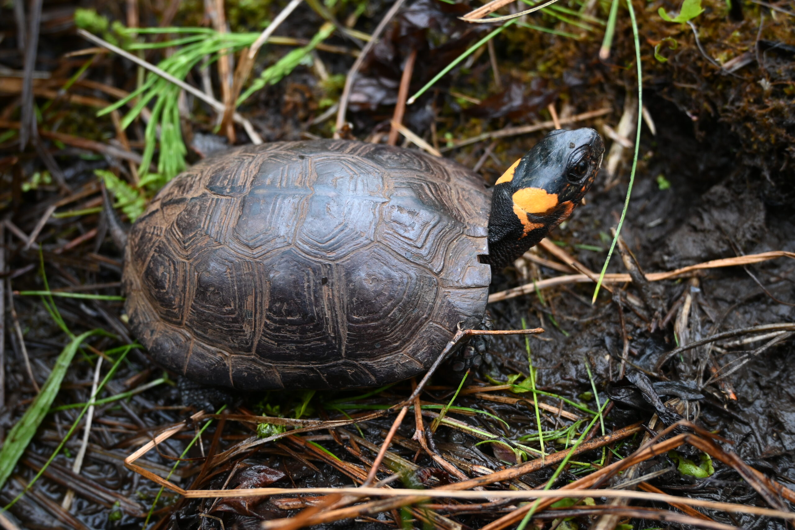 bog turtle esa us fish wildlife service gov photo