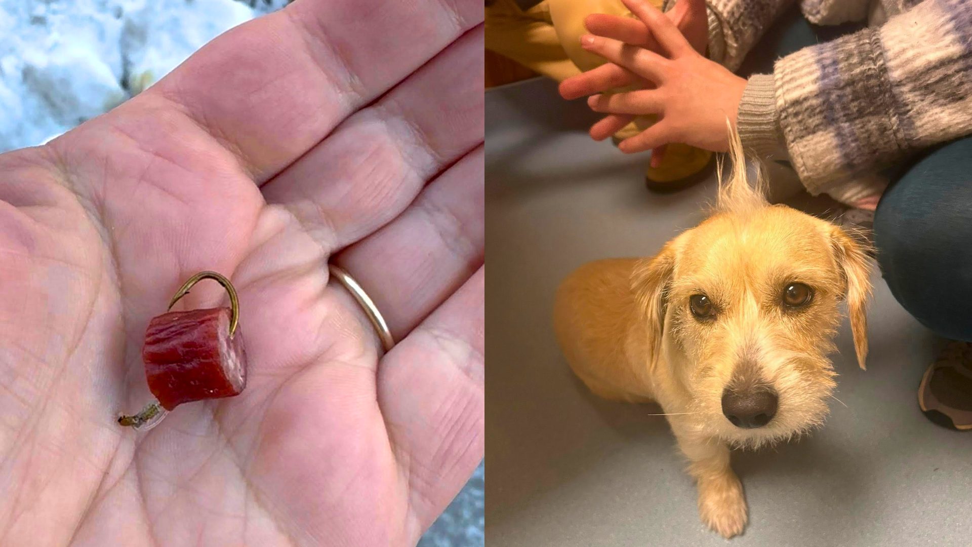 Easton man who scattered hook-laced dog treats sentenced to state prison