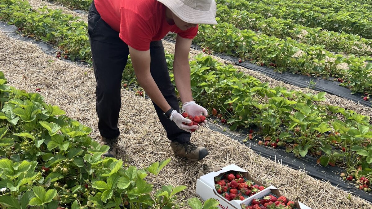 A person in a Valley Fruits & Veggies T-shirt and sun hat bends to pick strawberries from rows of plants, with a flat of pre-picked berries on the straw beside them, at the farm's fields in Bath, Pa.