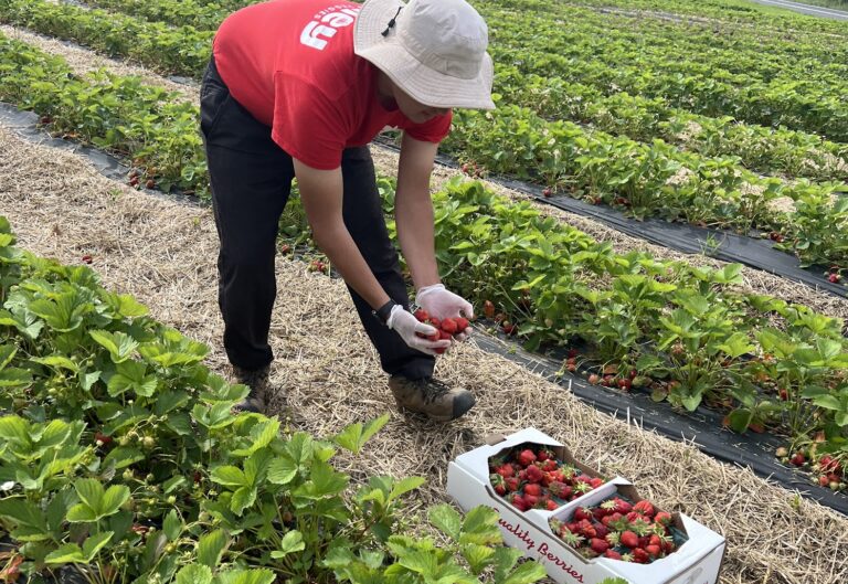 Valley Fruits & Veggies opens strawberry season on 55 acres it kept in farming