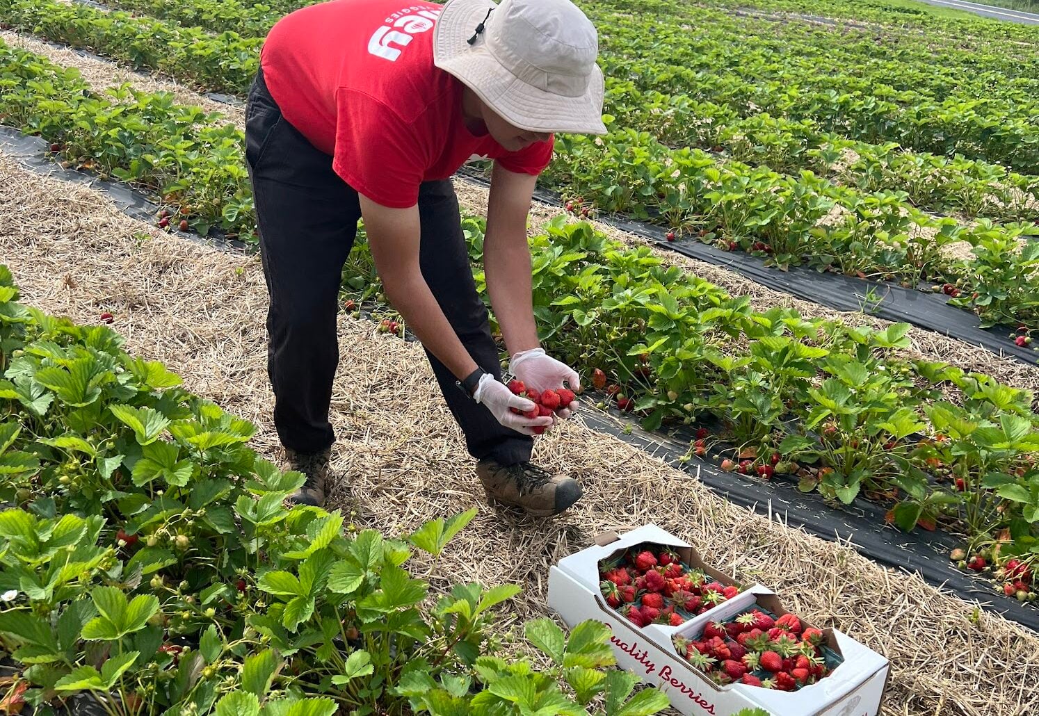 A person in a Valley Fruits & Veggies T-shirt and sun hat bends to pick strawberries from rows of plants, with a flat of pre-picked berries on the straw beside them, at the farm's fields in Bath, Pa.