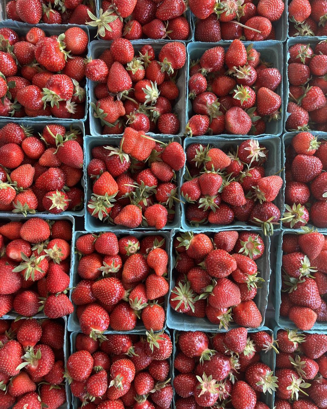 Rows of green quart baskets filled with bright red strawberries, photographed from above, at Valley Fruits & Veggies in Bath, Pa.