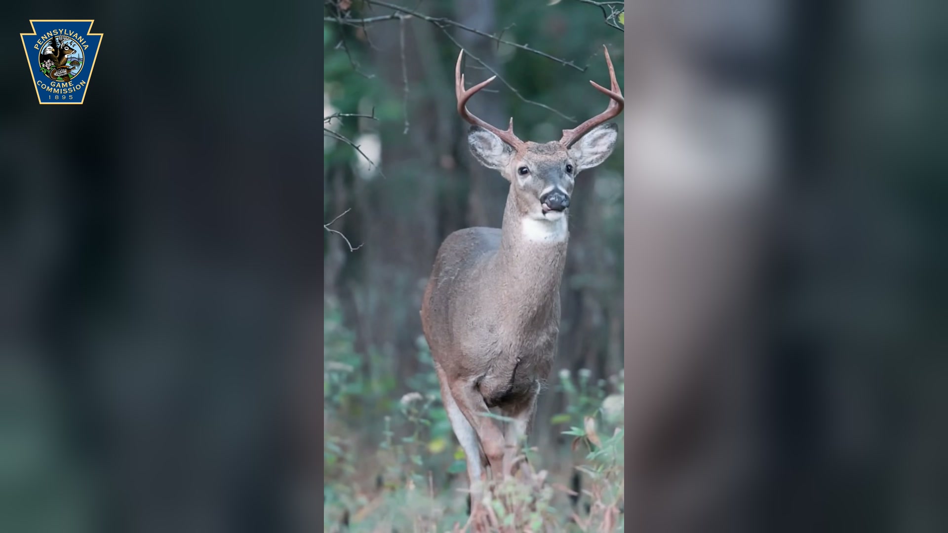 Pennsylvania archery deer season opens with 12 huntable Sundays, new CWD carcass rules