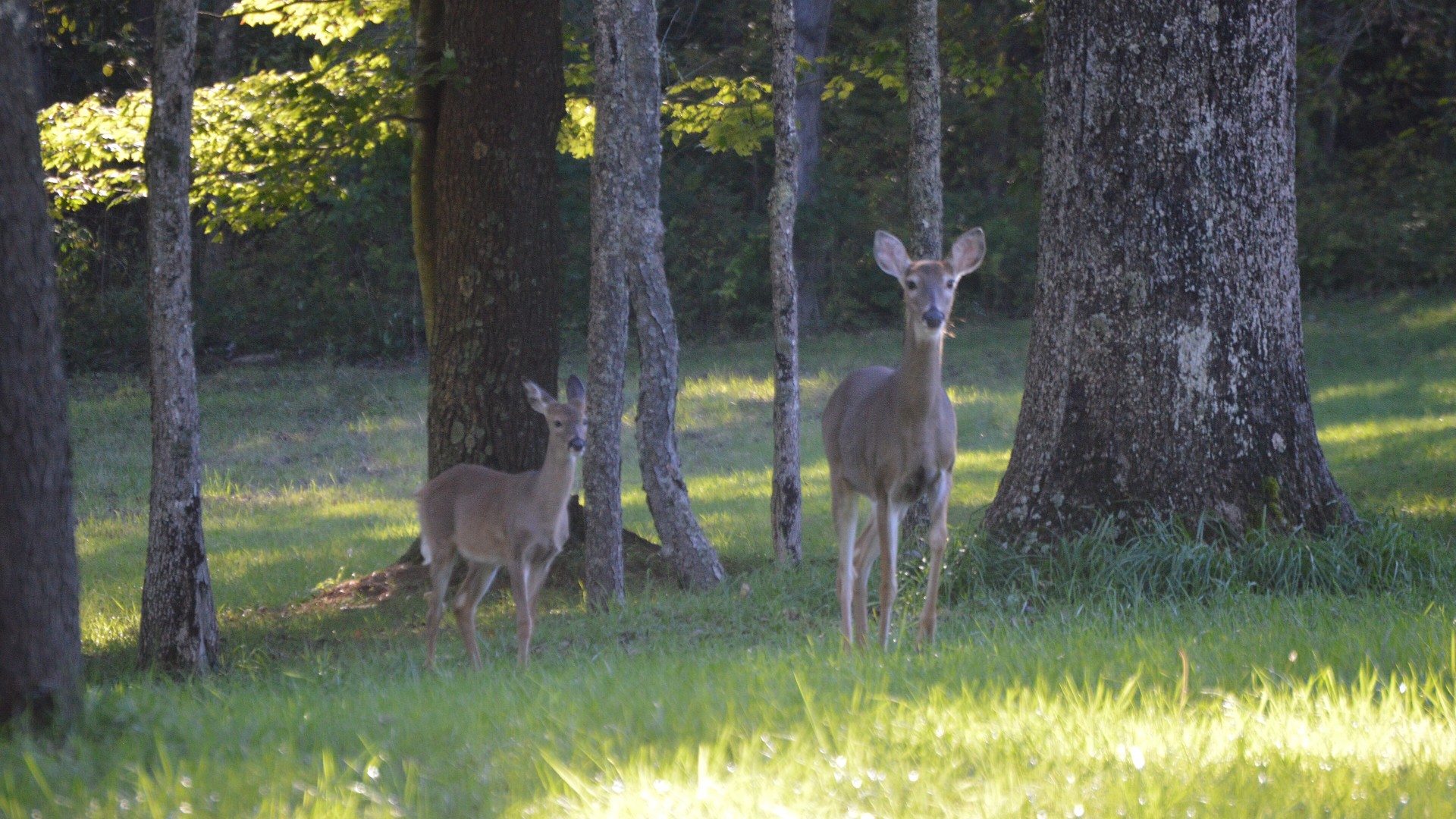Pa. lawmaker proposes letting hunters vote on deer season opening day