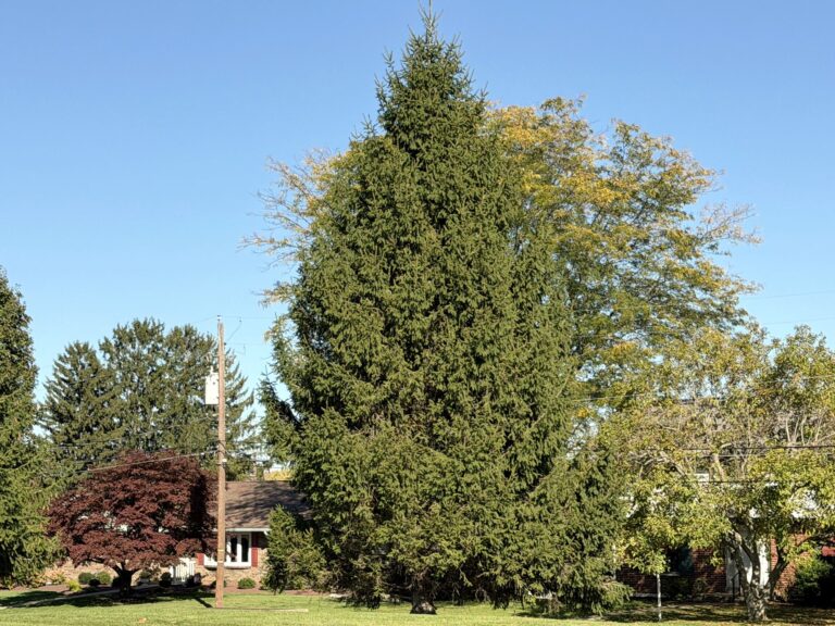 Palmer Township church donates Bethlehem’s Christmas tree; crew cuts it Nov. 4