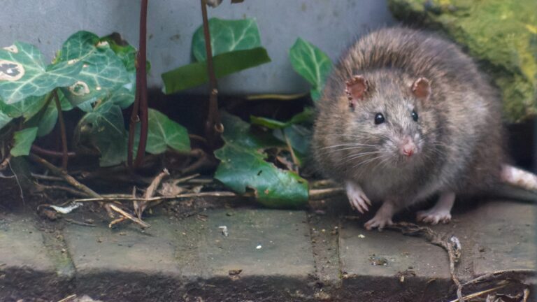 PETA asks Philadelphia mayor for rat birth control program instead of poison